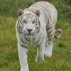 White Tiger paint by numbers