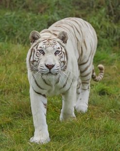 White Tiger paint by numbers