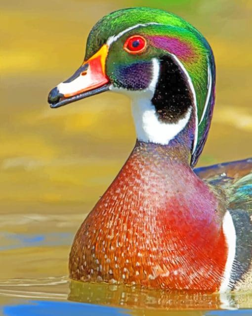 Wood Duck paint by numbers