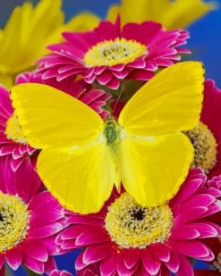 Yellow Butterfly On Pink Flowers paint by numbers