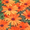 Aesthetic Orange Daisy Flowers paint by numbers