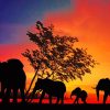 African Elephants Silhouette paint by number