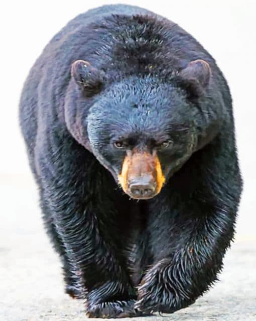 American Black Bear paint by numbers