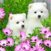 American Eskimo Dog With Daisy Flowers paint by numbers