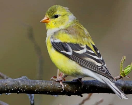 American Goldfinch paint by numbers