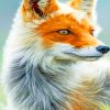 Fox Animal paint by numbers