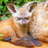 Baby Bat Eared Fox paint by numbers