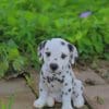 Baby Dalmatian paint by numbers