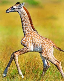 Baby Giraffe paint by numbers