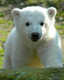 Baby knut Polar Bear paint by numbers