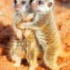 Meerkats Babies paint by numbers