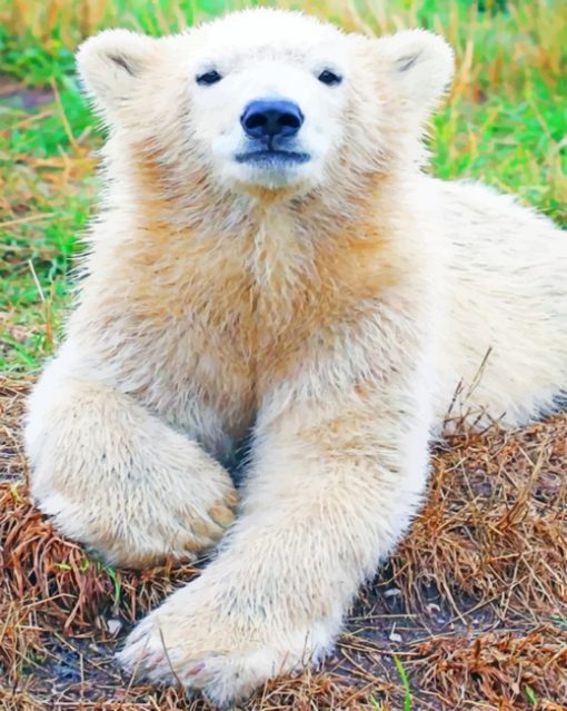 Baby Polar Bear paint by numbers