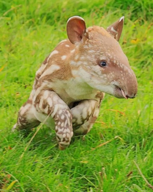 Baby Tapir paint by numbers