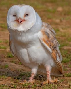 Barn Owl paint by numbers