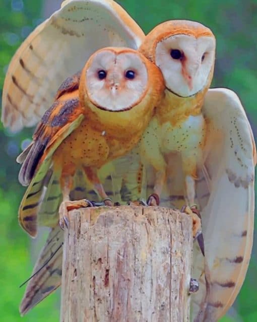 Barn Owls In Tree paint by numbers