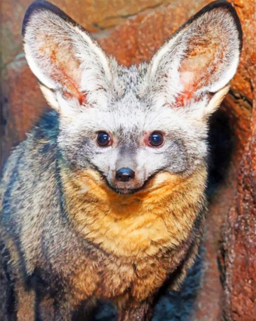 Bat Eared Fox paint by numbers