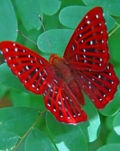 Beautiful Red Butterfly paint by numbers