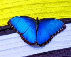 Beautiful Blue Butterfly paint by number