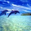 Beautiful Dolphins Calm Sea paint by number