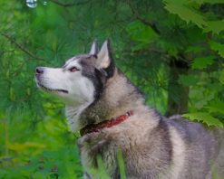 Beautiful Siberian Husky paint by number