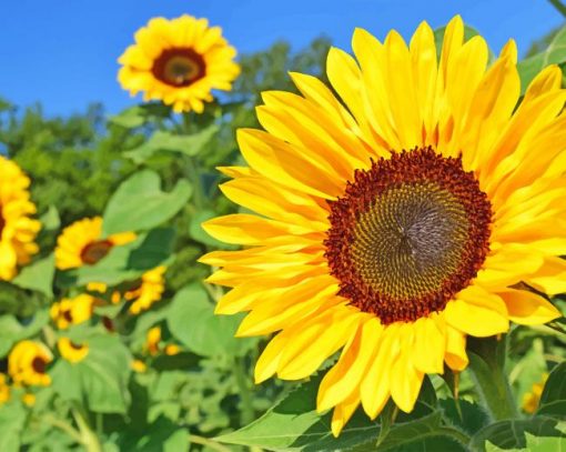 Beautiful Sunflowers paint by number