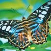 Big Beautiful Butterfly paint by number