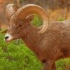 Bighorn Sheep paint by numbers