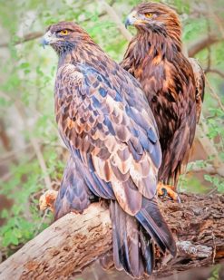 Bird Of Prey Portugal paint by numbers