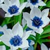 Blue And White Flowers paint by numbers