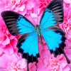 Blue Butterfly On Pink Calmila Flowers paint by numbers