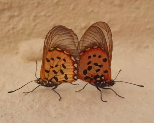 Brown Butterflies paint by number