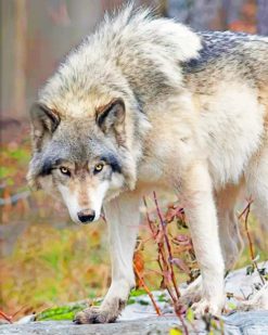 canadian wolf paint by numbers