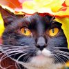 Cat With Autumn Leaves paint by number