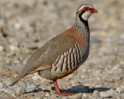 Chukar Partridge paint by numbers