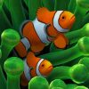 Clownfish paint by numbers