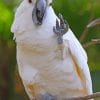 Cockatoo Waving paint by numbers