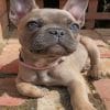 Cute French Bulldog paint by numbers