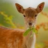 Cute Animal Deer paint by number