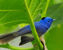 Cute Blue Bird paint by number