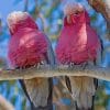 Cute Galahs paint by numbers