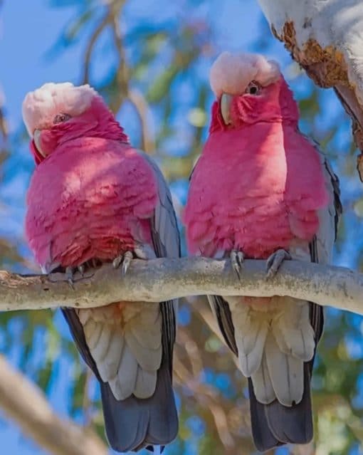 Cute Galahs paint by numbers