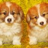 Cute Puppies paint by number