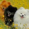 Cute Pomeranian Dogs paint by numbers