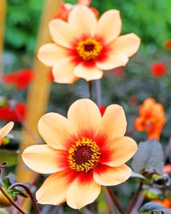 Dahlia Flower paint by numbers