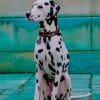 Dalmatian Dog paint by numbers