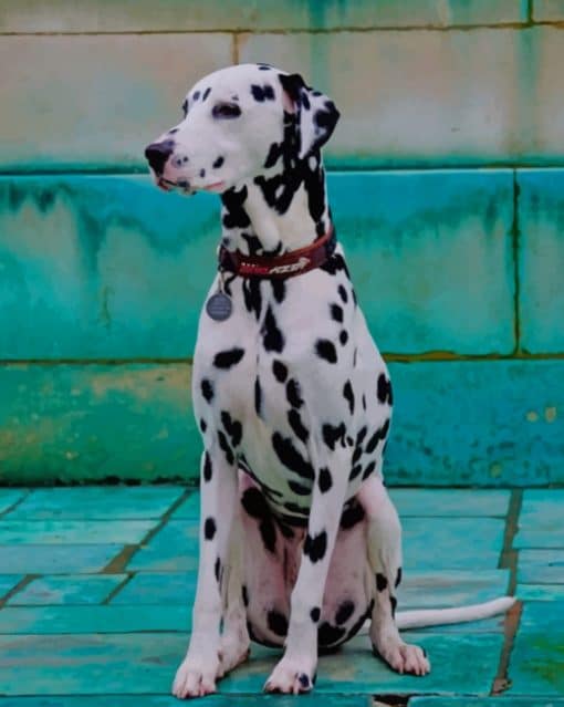 Dalmatian Dog paint by numbers