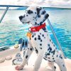 Dalmatian Puppy On Boat paint by numbers