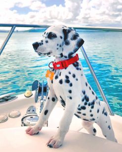 Dalmatian Puppy On Boat paint by numbers