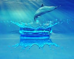 dolphin Jumping In Water paint by number