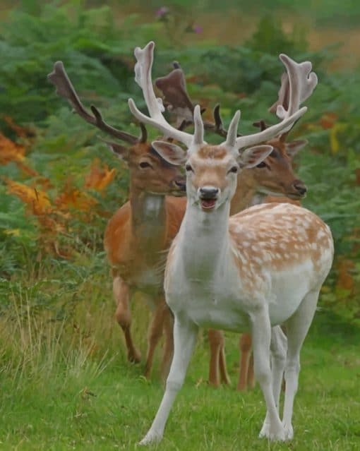 Deers In The Wild paint by numbers